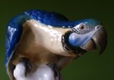 Porzellanfiguren Ankauf D�sseldorf